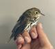 Thumbnail - RB4-314180032-Seiurus_aurocapilla_AOU_7_56-6079.JPG