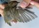 Thumbnail - RB4-314180032-Seiurus_aurocapilla_AOU_7_56-6080.JPG