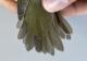 Thumbnail - RB4-314180032-Seiurus_aurocapilla_AOU_7_56-6081.JPG