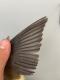 Thumbnail - RB4-3151-02289-Bombycilla_cedrorum_AOU_7_56-6088.jpg