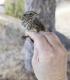 Thumbnail - SB10-null-Melospiza_lincolnii_AOU_7_56-6170.jpg