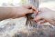 Thumbnail - SB10-null-Melospiza_lincolnii_AOU_7_56-6171.jpg