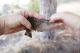 Thumbnail - SB10-null-Melospiza_lincolnii_AOU_7_56-6172.jpg
