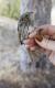 Thumbnail - SB10-null-Melospiza_lincolnii_AOU_7_56-6173.jpg