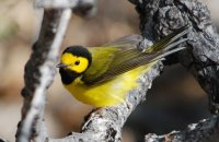 Photo: Hooded Warbler