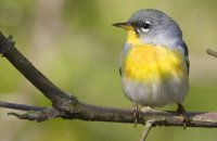 Photo: Northern Parula