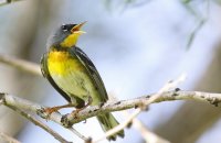 Photo: Northern Parula