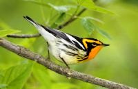 Photo: Blackburnian Warbler