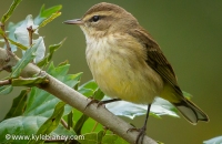 Photo: Palm Warbler