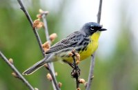 Photo: Kirtland's Warbler