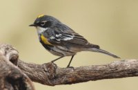 Photo: Yellow-rumped Warbler