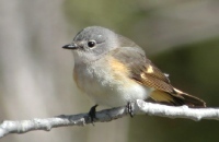 Photo: American Redstart