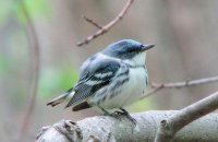 Photo: Cerulean Warbler