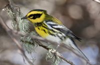 Photo: Townsend's Warbler