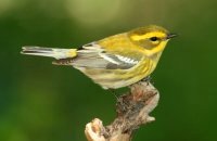 Photo: Townsend's Warbler