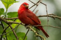 Photo: Summer Tanager