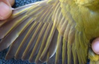 Photo: Summer Tanager