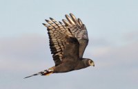 Photo: Long-winged Harrier