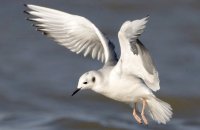 Photo: Bonaparte's Gull