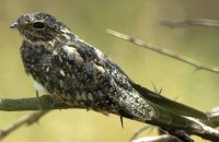 Photo: Lesser Nighthawk