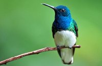 Photo: White-necked Jacobin