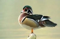 Photo: Wood Duck